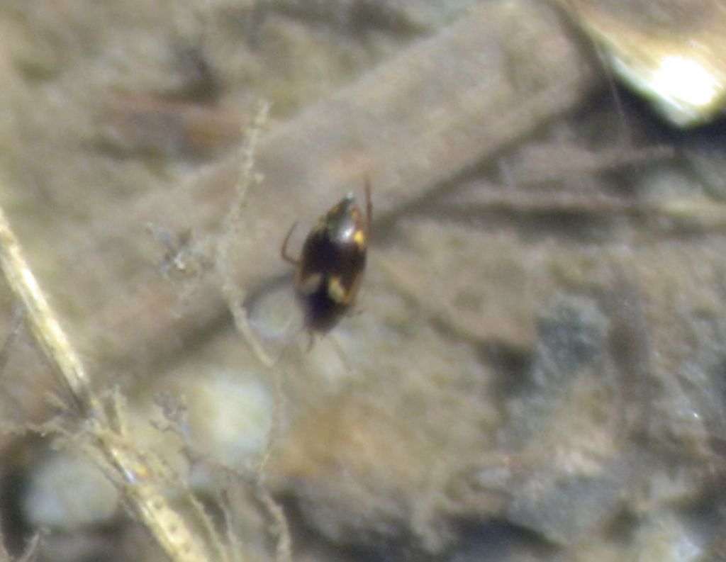 Dytiscidae: Suphrodytes dorsalis ?  No, Hydroporus palustris  (cfr.)